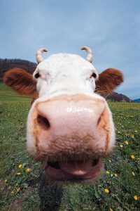 Frische Weidemilch aus Thüringen